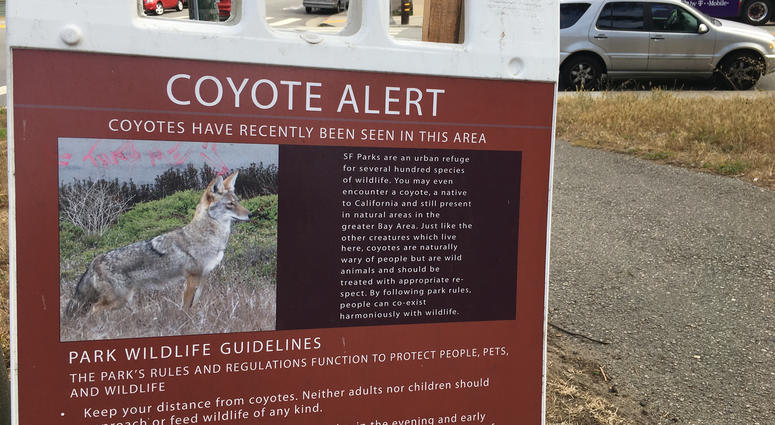 A sign in Golden Gate Park on July 17, 2019 warns that coyotes have recently been seen in the area. A sign in Golden Gate Park on July 17, 2019 warns that coyotes have recently been seen in the area.