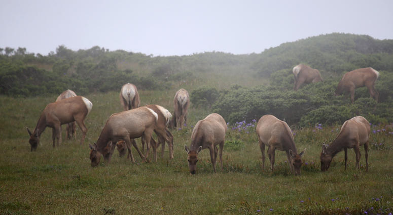 Tule Elk graze at Point Reyes National Seashore Tule Elk graze at Point Reyes National Seashore