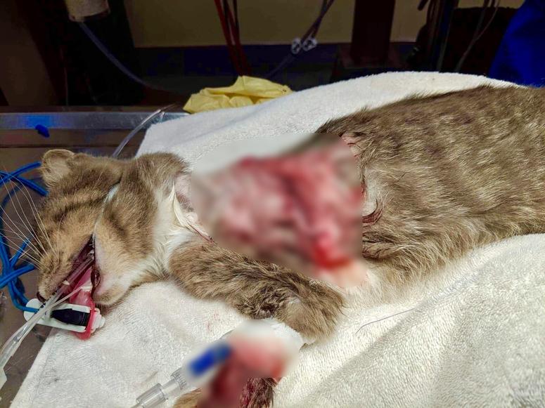 Pickles the cat surgery