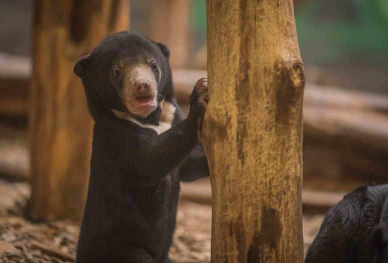 Precious sun bear cub Kyra is first of her kind to be born in the UK Precious sun bear cub Kyra is first of her kind to be born in the UK