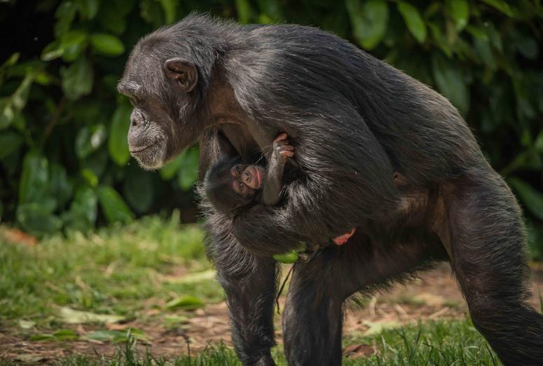 Baby Stevie is the arrival of the decade… for Chester’s chimpanzees Baby Stevie is the arrival of the decade… for Chester’s chimpanzees