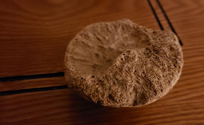 A Pittsburgh trilobite