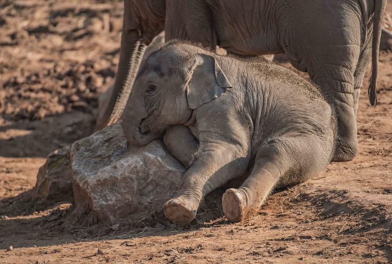 Elephant calf Anjan astonishes scientists after being born three months after expected due date Elephant calf Anjan astonishes scientists after being born three months after expected due date