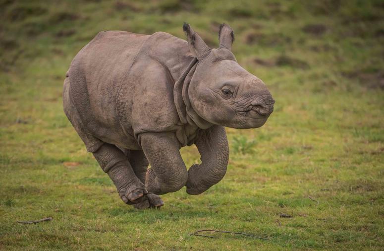 Greater one-horned rhin222o calf Akeno gives new hope to species Greater one-horned rhin222o calf Akeno gives new hope to species