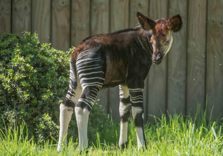 Secretive okapi calf Semuliki is a star in stripes Secretive okapi calf Semuliki is a star in stripes