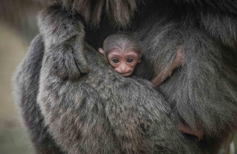 Rare silvery gibbon adds to record baby boom at the zoo Rare silvery gibbon adds to record baby boom at the zoo
