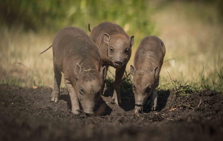 Tiny babirusa triplets arrive in zoo ‘first’ Tiny babirusa triplets arrive in zoo ‘first’
