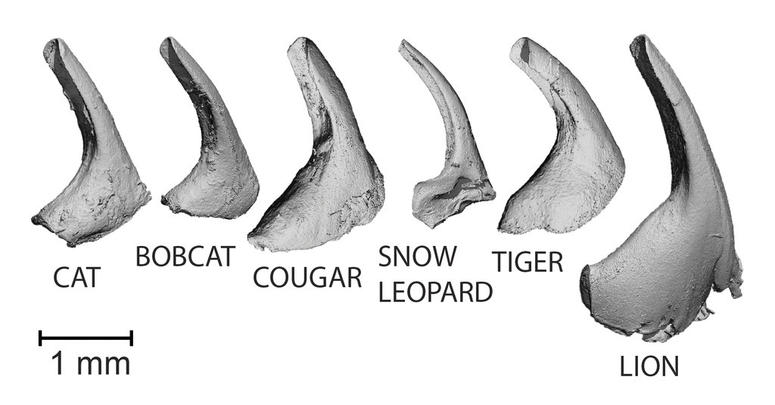 This image provided by Georgia Tech in November 2018 shows a comparison of feline papillae from CT scans DO NOT USE