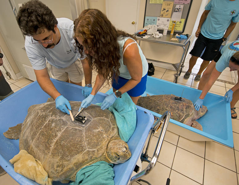 Rescued Sea Turtles Rescued Sea Turtles