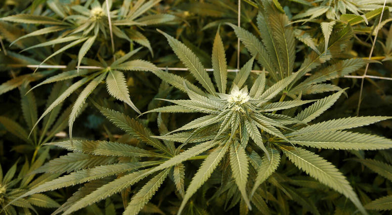 In this June 22, 2017 file photo, marijuana plants grow indoors at Breakwater Treatment and Wellness in Cranbury, N.J. AP DO NOT USE