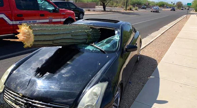 This photo provided by the Northwest Fire District shows where a driver escaped injury when his car's windshield was pierced by the trunk of a saguaro cactus during a wreck Wednesday, July 10, 2019 on the outskirts of Tucson, Ariz. Pima County