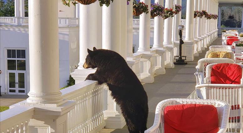 In this Saturday, June 29, 2019 photo provided by Sam Geesaman, a black bear peers over a railing on the back veranda at the Omni Mount Washington Resort just after sunrise at Mount Washington, N.H AP DO NOT USE