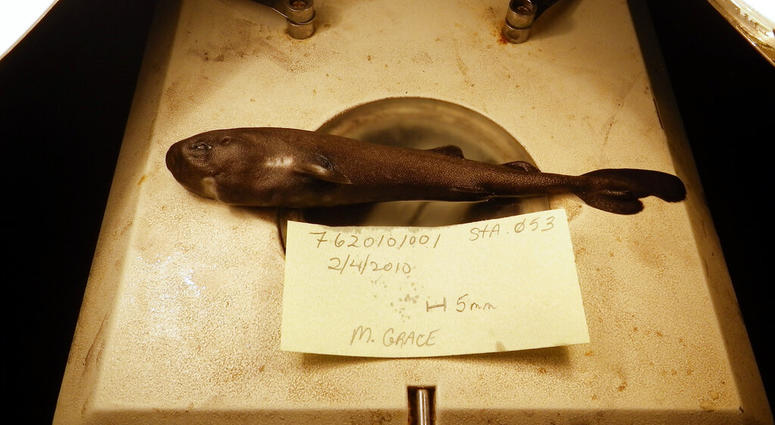 This undated image provided by National Oceanic Atmospheric Administration National Marine Fisheries Service Southeast Fisheries Science Center shows a 5.5-inch long rare pocket shark AP DO NOT USE