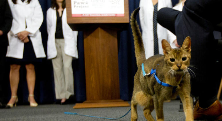 In this May 17, 2016, file photo, a cat named Rubio walks in front of the podium during a news conference in Albany, N.Y.