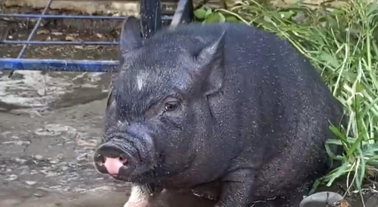 This photo provided by Mcgregor Wallace shows Leroy a Vietnamese pot-bellied pig . For the fourth time, Leroy, wandered over to Brennan Elementary School in Columbia, S.C.,