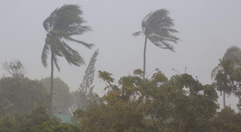 Palm trees in a storm Palm trees in a storm