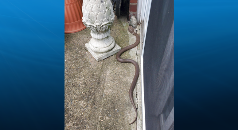 In this Monday, June 24, 2019 photo provided by Kathy Kehoe, a 4 to 5-foot-long snake slithers on the patio of her apartment in Fairless Hills, Pa.
