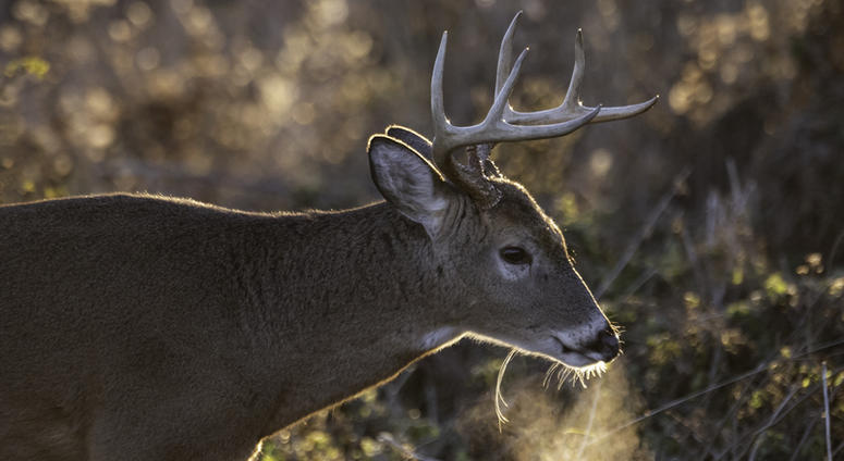 A buck wandering the PA woods