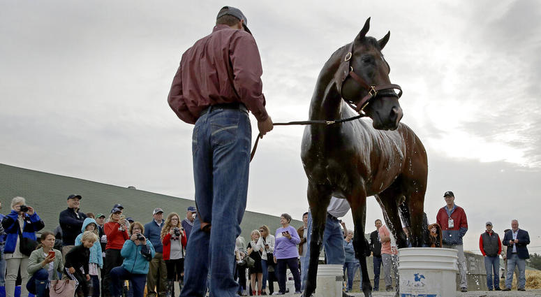 Kentucky Derby hopeful Omaha Beach gets a bath after a workout at Churchill Downs Tuesday, April 30, 2019, in Louisville, Ky. The 145th running of the Kentucky Derby is scheduled for Saturday, May 4. AP DO NOT USE