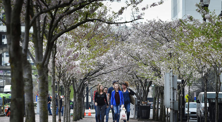 Pedestrians make their way through a row of Cherry trees at Riverfront Park along First Ave. North in Nashville, Tenn Pedestrians make their way through a row of Cherry trees at Riverfront Park along First Ave. North in Nashville, Tenn
