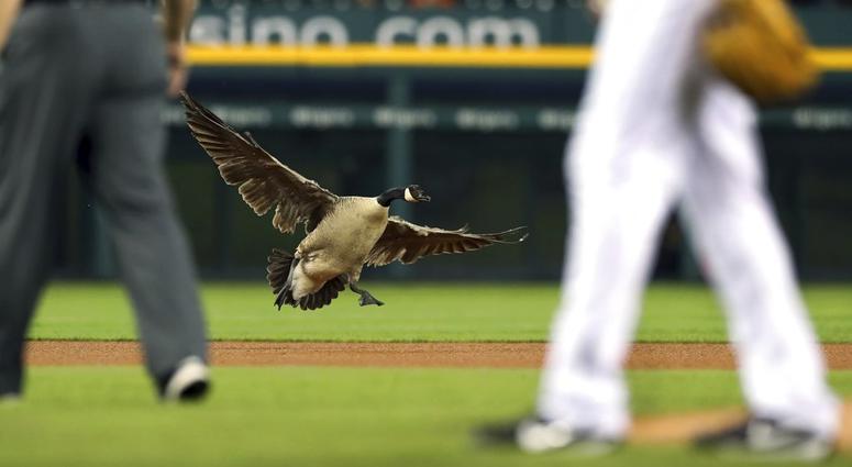 Canada Goose at Detroit Tigers Game Canada Goose at Detroit Tigers Game
