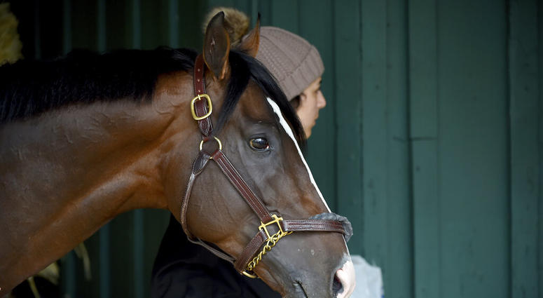 Preakness contender War of Will is led through the barn, Tuesday, May 14, 2019, at Pimlico Race Course in Baltimore. The Preakness Stakes horse race is scheduled to take place Saturday, May 18. Preakness contender War of Will is led through the barn, Tuesday, May 14, 2019, at Pimlico Race Course in Baltimore. The Preakness Stakes horse race is scheduled to take place Saturday, May 18.