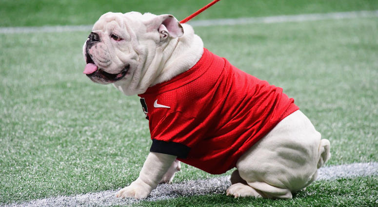 Georgia Bulldogs mascot Uga Georgia Bulldogs mascot Uga