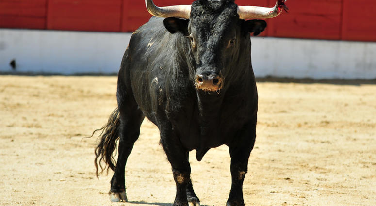 Bull Bull