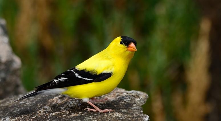American Goldfinch American Goldfinch