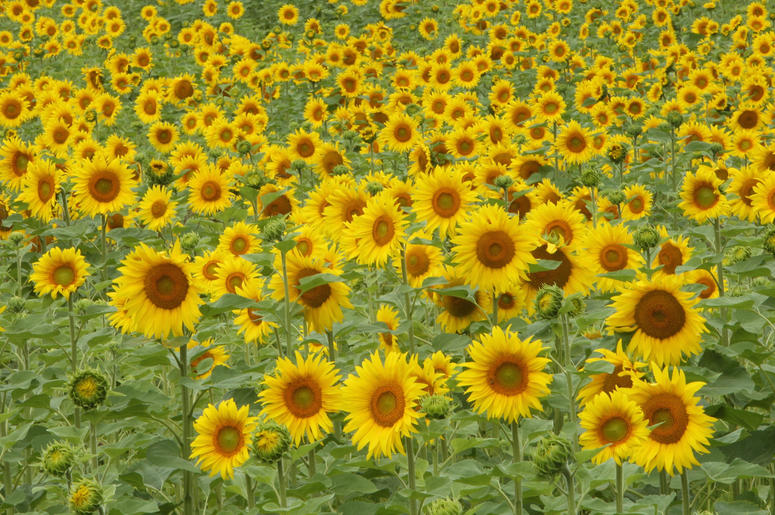 sunflower field