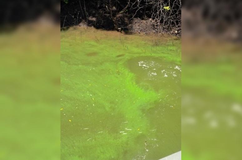 toxic blue-green algae in Missouri