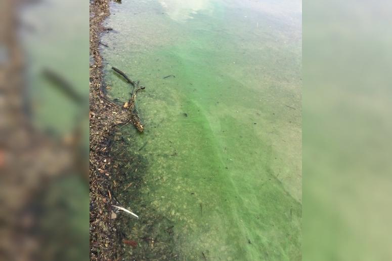 toxic blue-green algae in Missouri