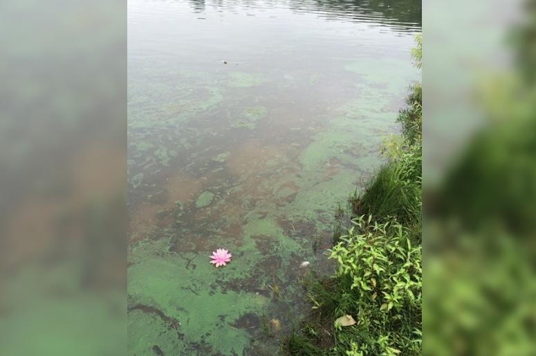 toxic blue-green algae in Missouri