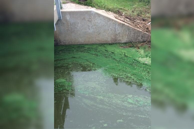 toxic blue-green algae in Missouri