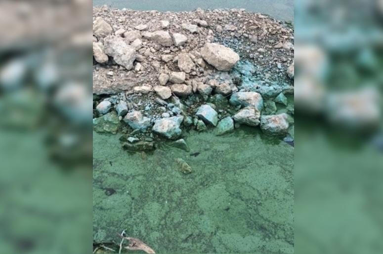 toxic blue-green algae in Missouri