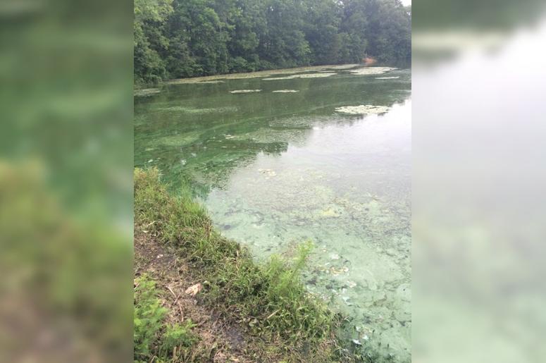 toxic blue-green algae in Missouri