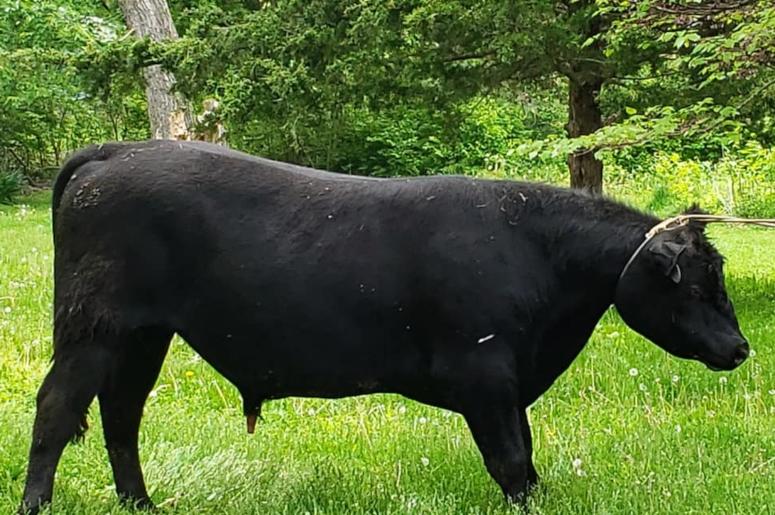 Mexico Missouri bull