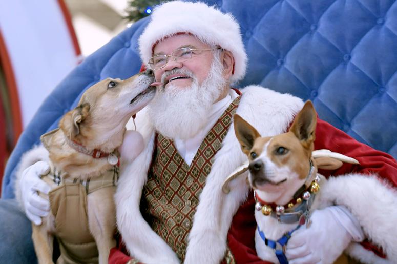 Dogs & Santa Dogs & Santa