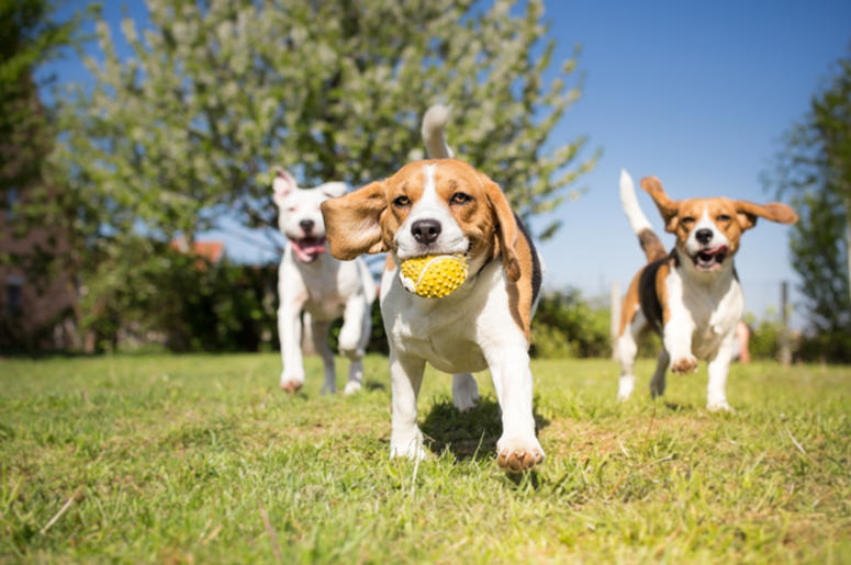 Group of dogs Group of dogs