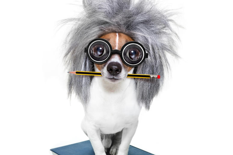 You think you're smart? Smart Dog