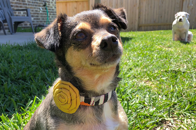 Penelope Pet of the Week Penelope Pet of the Week