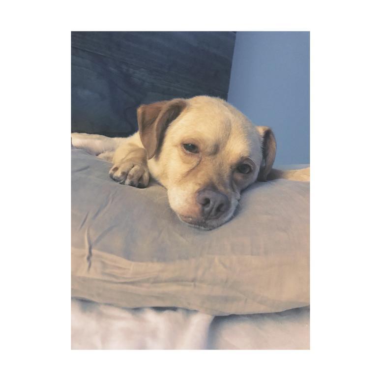 Harry The Dog Harry The Dog