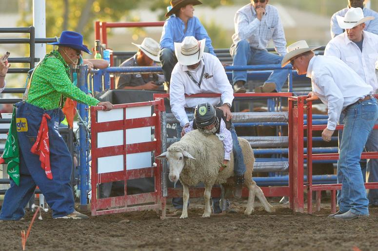 mutton bustin mutton bustin