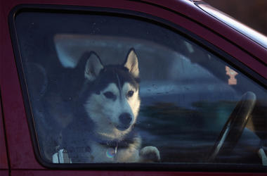 Dog in a car VIEMORE, SCOTLAND - JANUARY 20: A husky sits in a car during preparations for the 28th annual Aviemore Husky Sled Dog Rally on January 20, 2011 Aviemore, Scotland. Over 1,000 dogs will take part in the biggest event in the Husky dog calendar with teams co