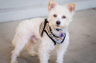 Aspen from Furry Friends Rescue Aspen (Photo credit: Furry Friends Rescue)