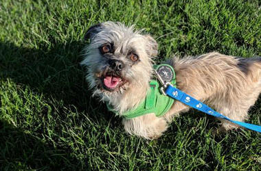 'Chewie' Chewie (Photo credit: The Perfect Dog Rescue)