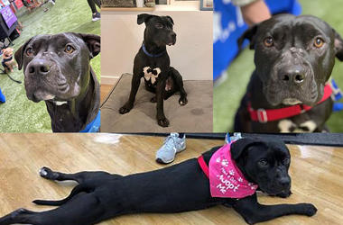 'Feather' Feather (Photos credit: Grateful Dog Rescue)