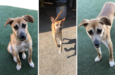 'Lucky' from All Animal Rescue & Friends 'Lucky' from All Animal Rescue & Friends