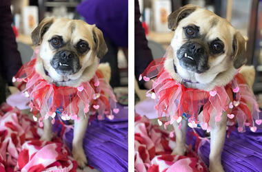 'Pippin' 'Pippin' (Photo credit: Furry Friends Rescue)