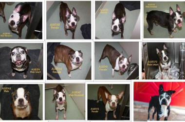'The Bostons of Muttville' 'The Bostons of Muttville'